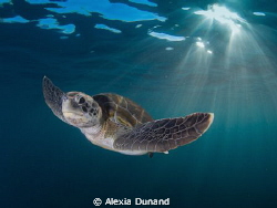 Me and You. Green Turtle. Endangered.
 by Alexia Dunand 